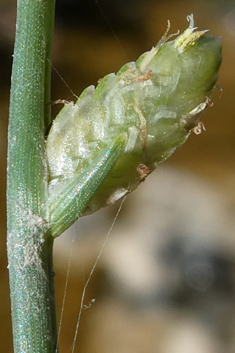 Smooth Flat-sedge