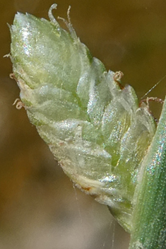 Smooth Flat-sedge