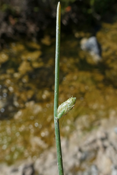 Smooth Flat-sedge