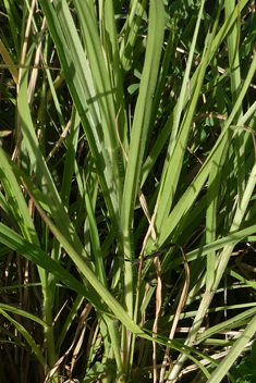 Buffel-grass