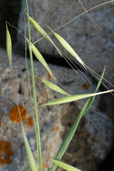 Slender Oat