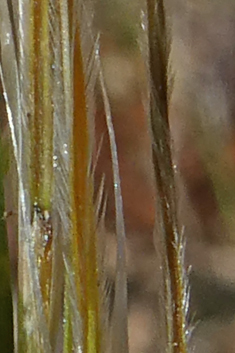 Mediterranean Needle-grass