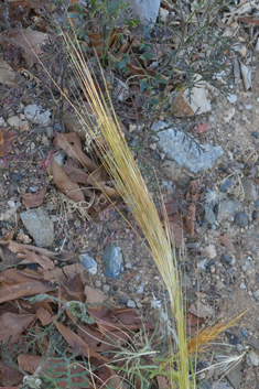 Mediterranean Needle-grass