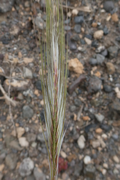Mediterranean Needle-grass