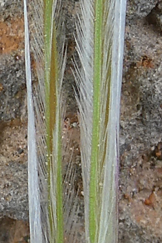 Mediterranean Needle-grass