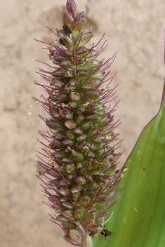 Adherent Bristle-grass