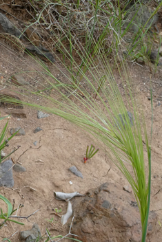 Mediterranean Needle-grass