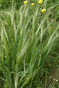 Mediterranean Needle-grass