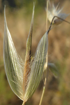 Slender Oat