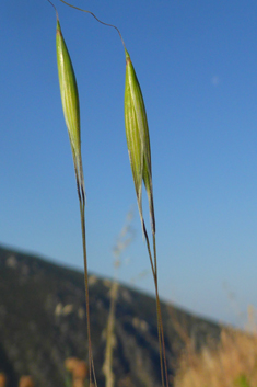 Slender Oat