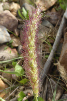 Buffel-grass