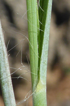 Common Thatching-grass