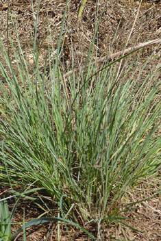 Common Thatching-grass