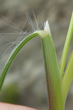 Common Thatching-grass