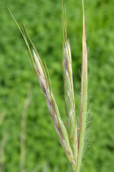 Common Thatching-grass