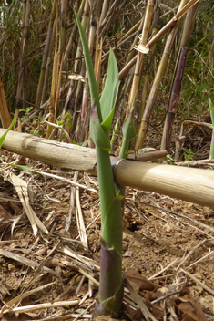 Giant Reed