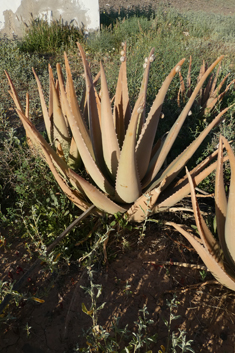 Aloe Vera