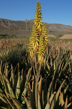 Aloe Vera