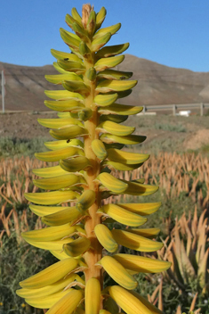 Aloe Vera