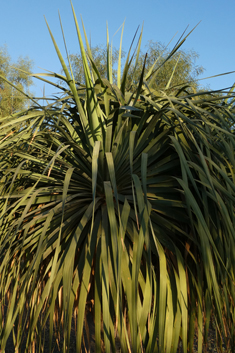 Dragon Tree