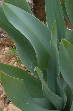 Tenerife Sea Squill