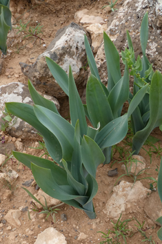 Tenerife Sea Squill