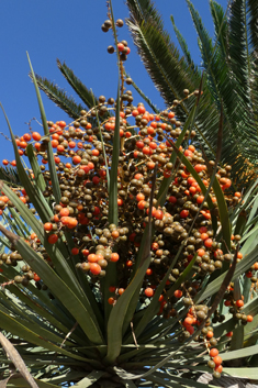 Dragon Tree