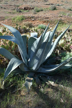 Centuryplant