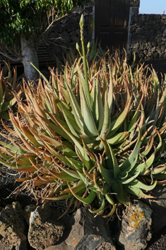 Aloe Vera