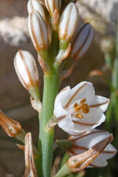 Slender Asphodel