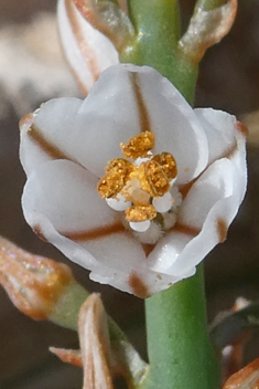 Slender Asphodel