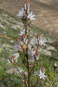 Branched Asphodel