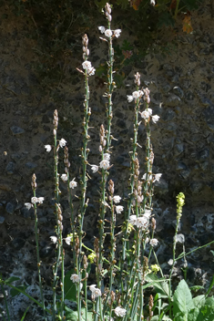 Slender Asphodel