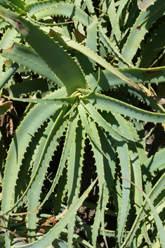 Spider Aloe