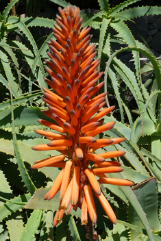 Spider Aloe