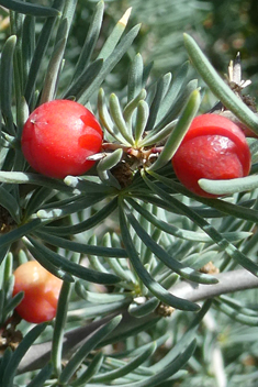 Asparagus pastorianus