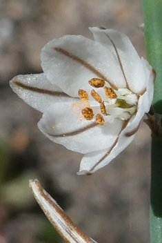 Slender Asphodel