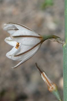 Slender Asphodel