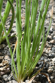 Slender Asphodel