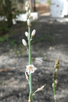 Slender Asphodel