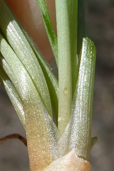 Slender Asphodel