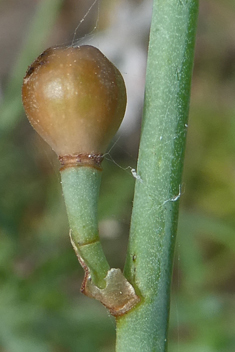 Hollow-stemmed Asphodel