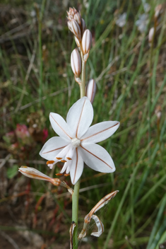 Hollow-stemmed Asphodel