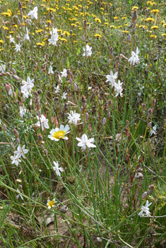 Hollow-stemmed Asphodel