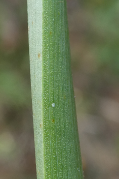 Hollow-stemmed Asphodel