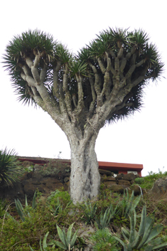 Dragon Tree