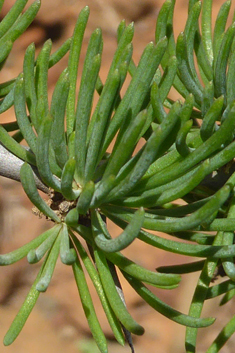 Asparagus pastorianus