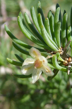 Asparagus pastorianus