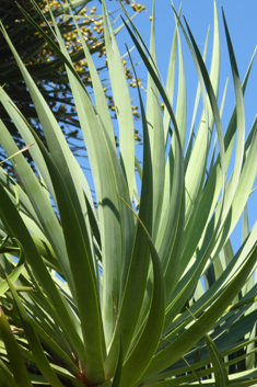 Dragon Tree