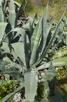 Centuryplant